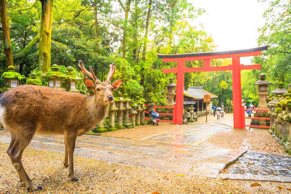 Nara-Park-Nara