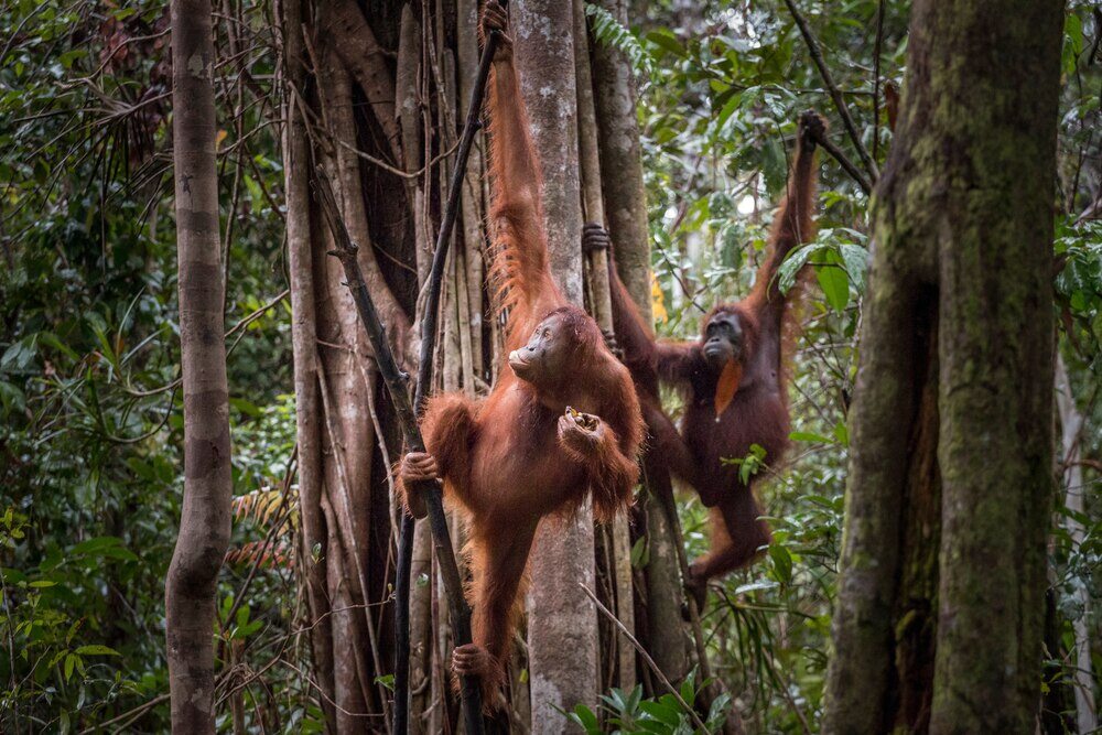 Tanjung-Puting-National-Park-Central-Kalimantan