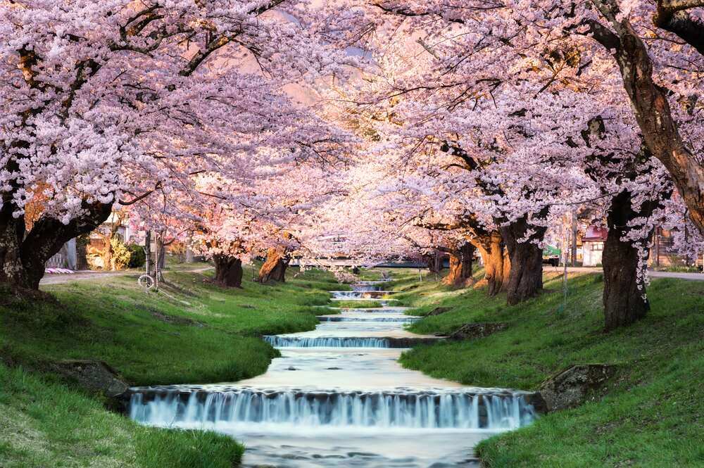 Visiting-Japan-in-Spring