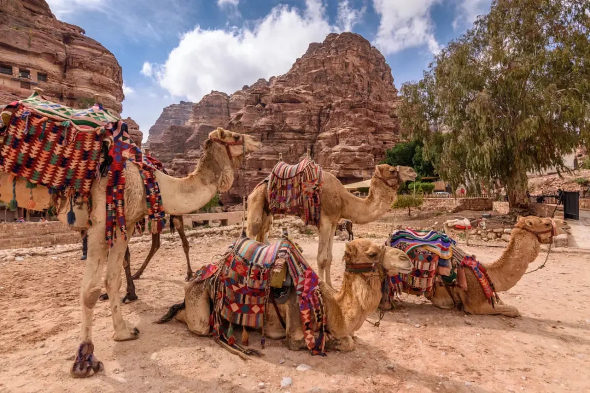 Decorated camels resting near the sandstone cliffs of Petra, Jordan
