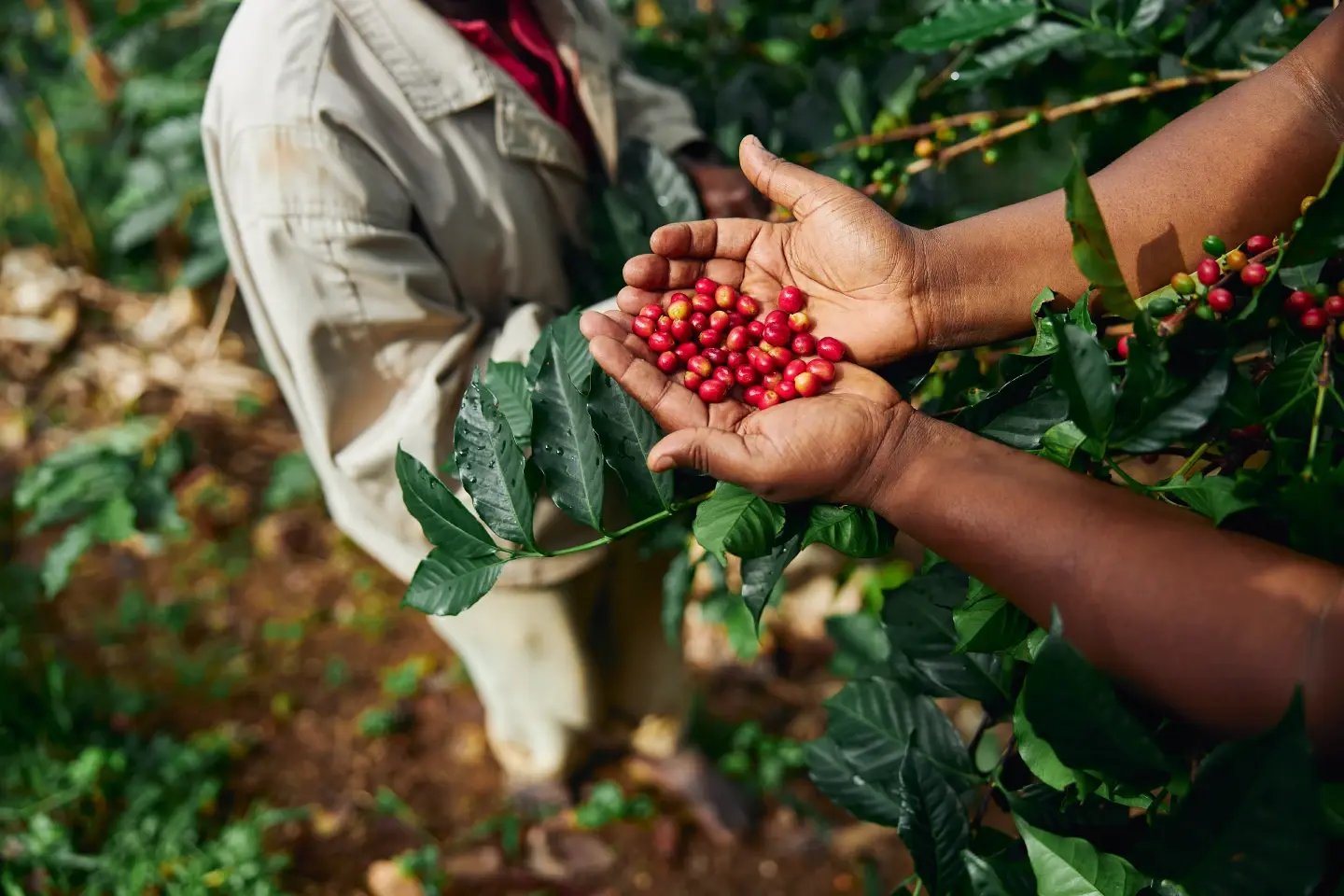 Hands picking ripe red coffee cherries on a farm in Colombia's Eje Cafetero