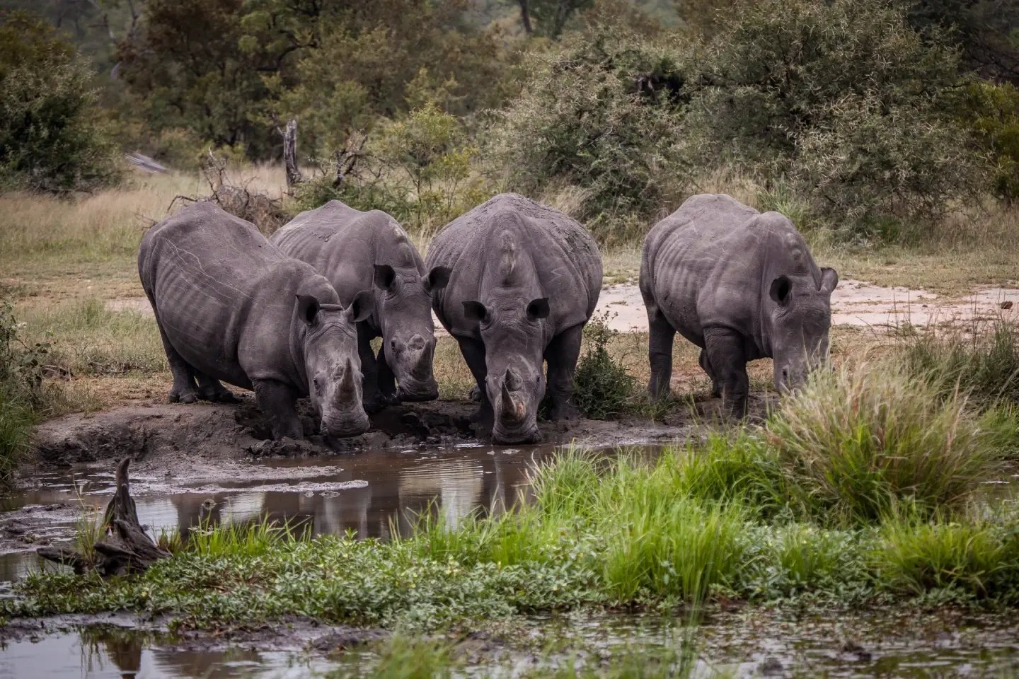 A group of one-horned rhinoceroses grazing beside a waterhole, Chitwan National Park, Nepal.