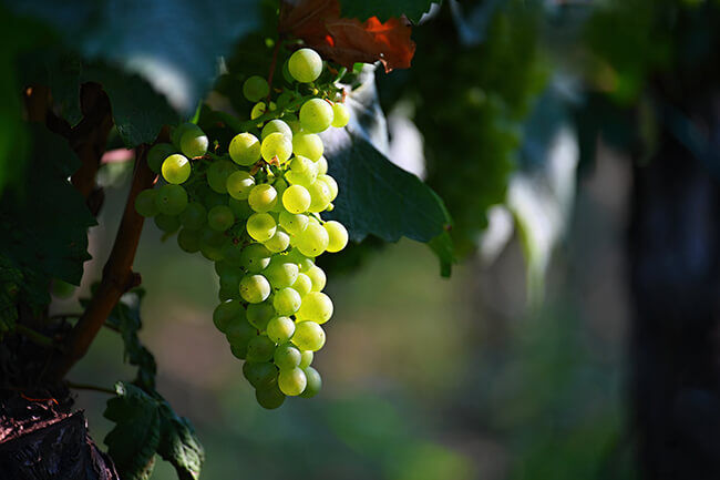 Moravian Wine Region - shutterstock_2200659253