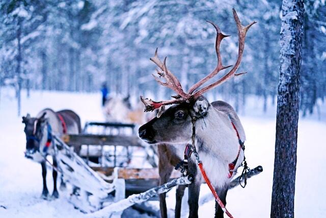 Reindeer Sled Ride