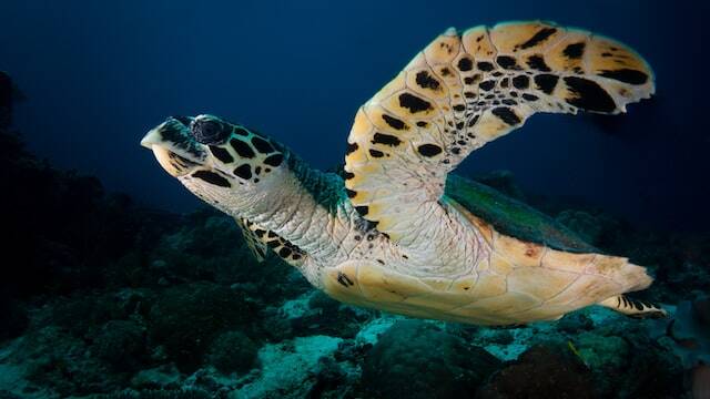 Turtles at the Derawan islands