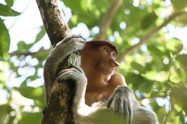 Monkey at Bako National Park