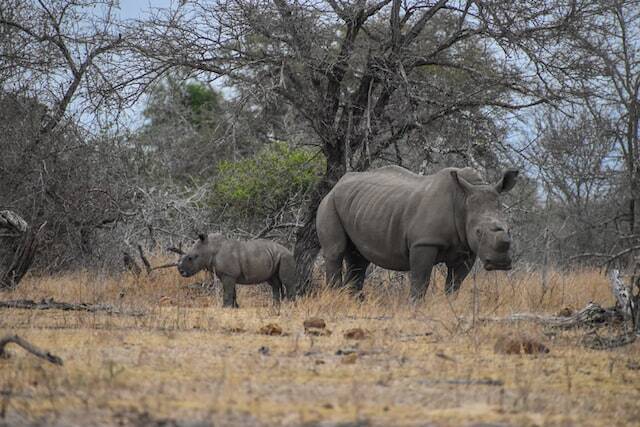 Rhinos at Kruger National Park 