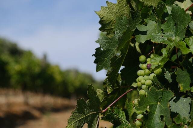 Cape Winelands, South Africa