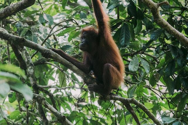 Orangutan sepilok malaysia