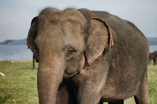 Elephants at Yala National Park