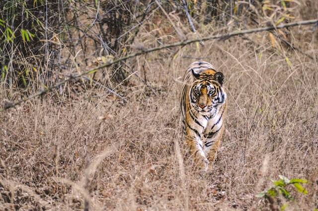 tiger safari, India