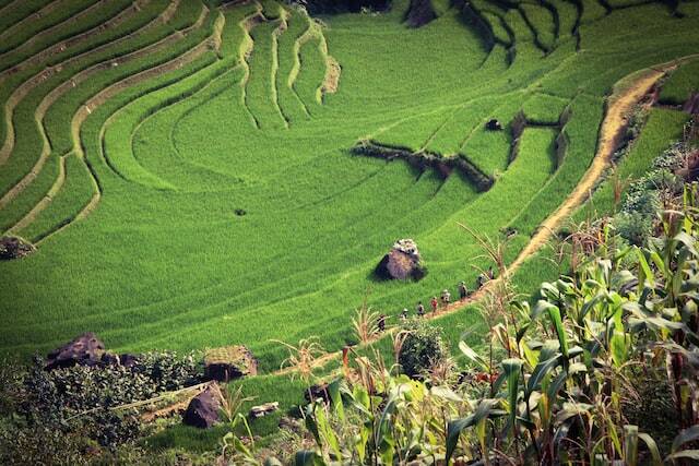 Rice Paddies, Vietnam